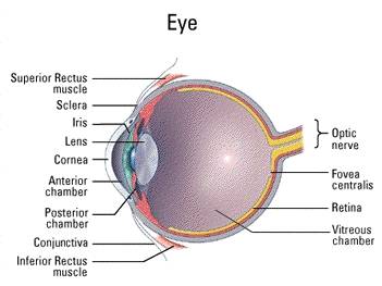 eye_anatomy.jpg (14222 bytes)